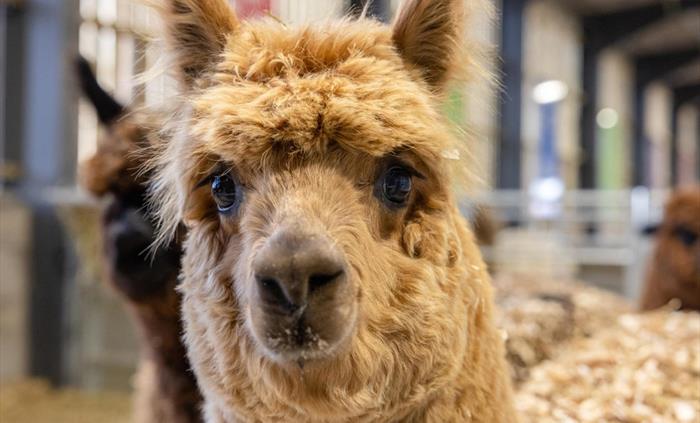 Alpacas